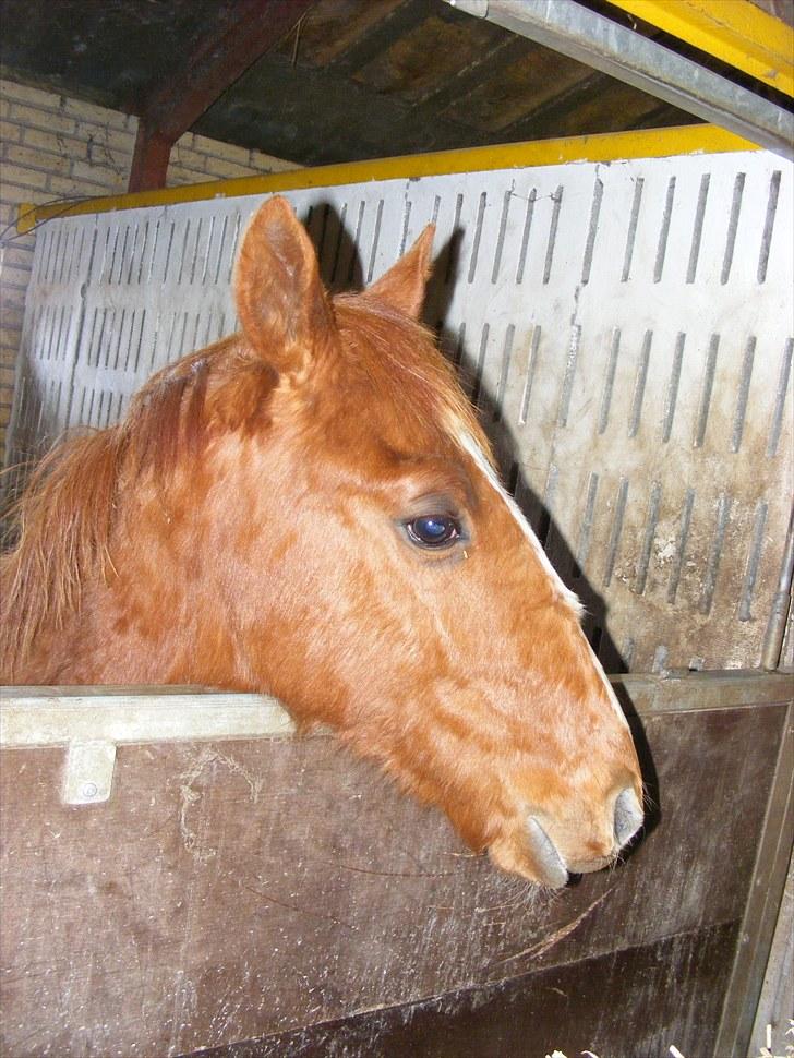 Dansk Varmblod Storåens Single billede 7