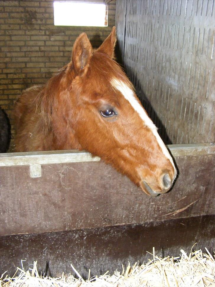 Dansk Varmblod Storåens Single billede 8