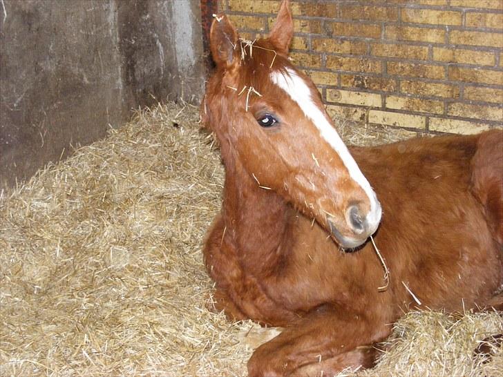 Dansk Varmblod Storåens Single - nuuurh xD<3 billede 9