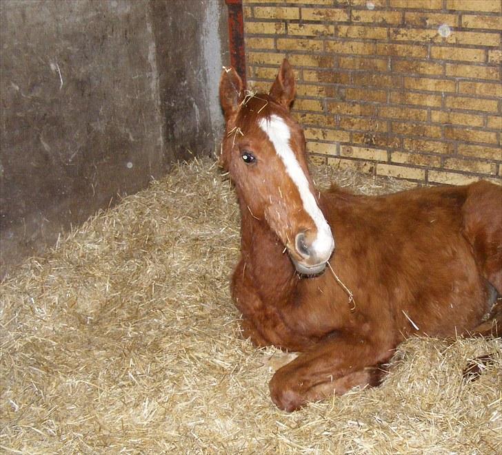 Dansk Varmblod Storåens Single billede 10