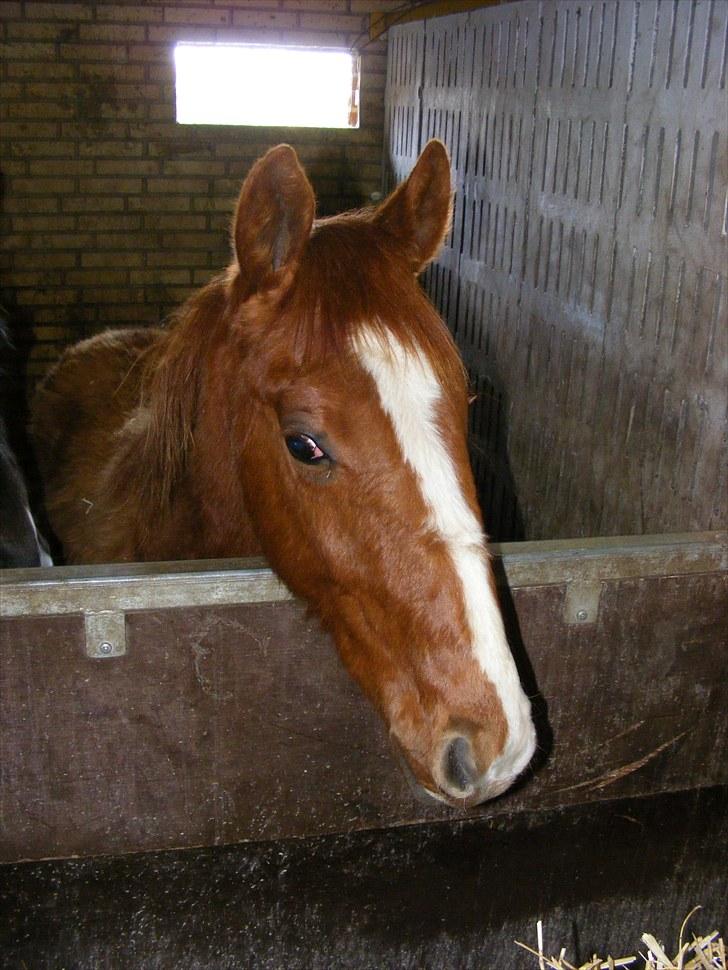 Dansk Varmblod Storåens Single billede 11