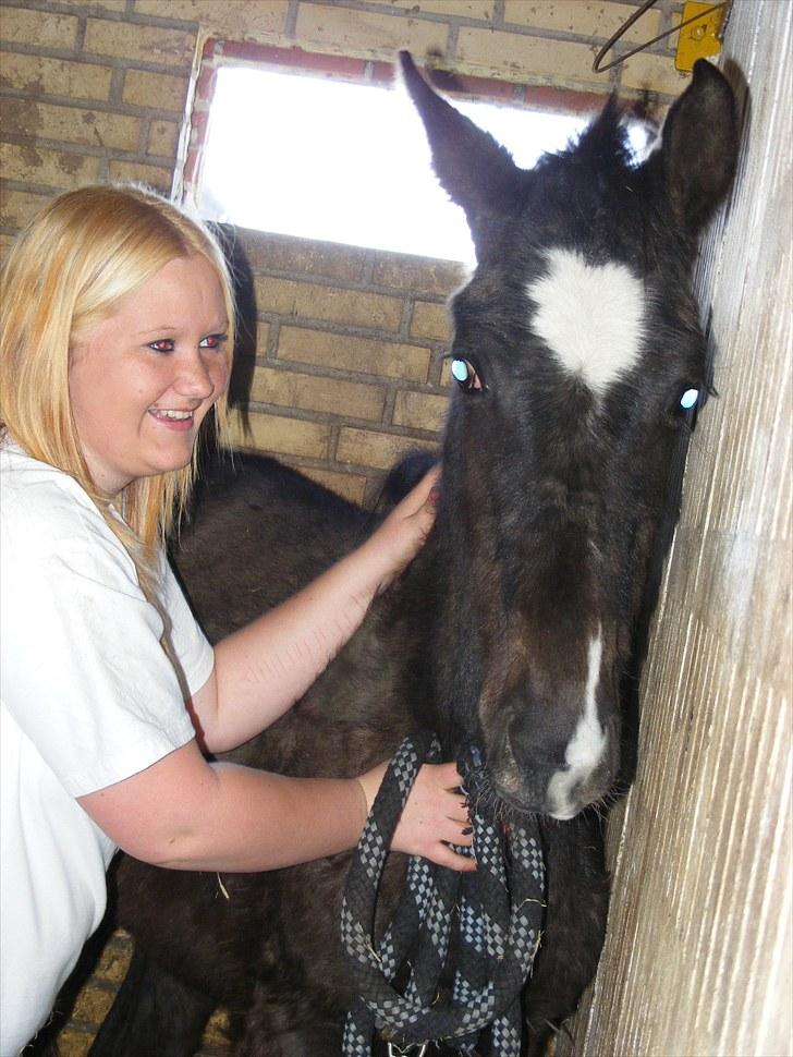 Dansk Varmblod Storåens Silas - sweetheart (; billede 18