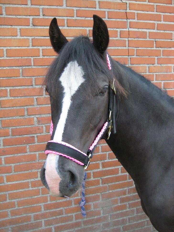 Welsh Cob (sec D) Frenderupgårds Jackson billede 1