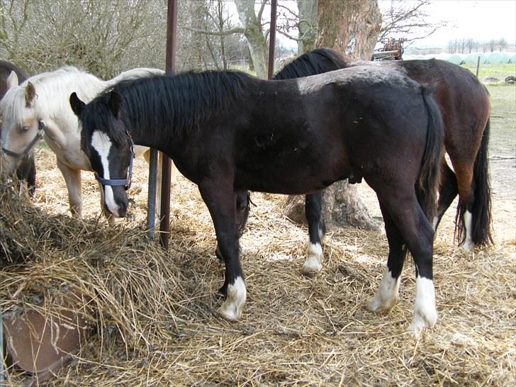 Welsh Cob (sec D) Frenderupgårds Jackson billede 5