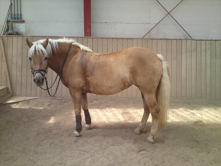 Haflinger Aphrodite Vant Tempelshof - Aphro er helt tærte xD billede 15