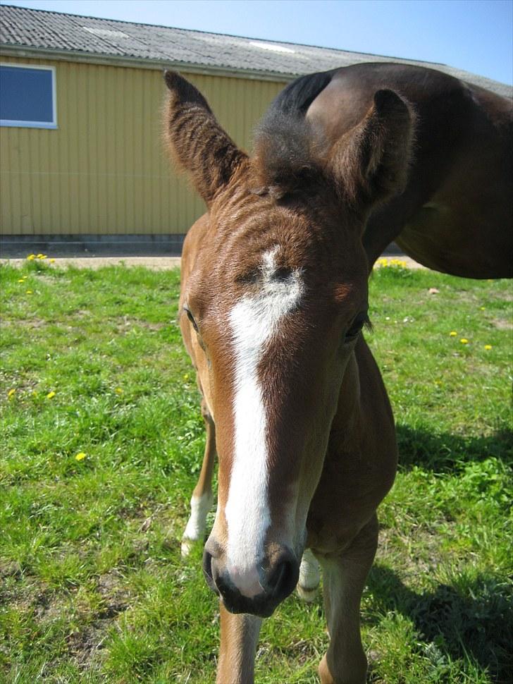 Dansk Varmblod Henna Divine billede 1