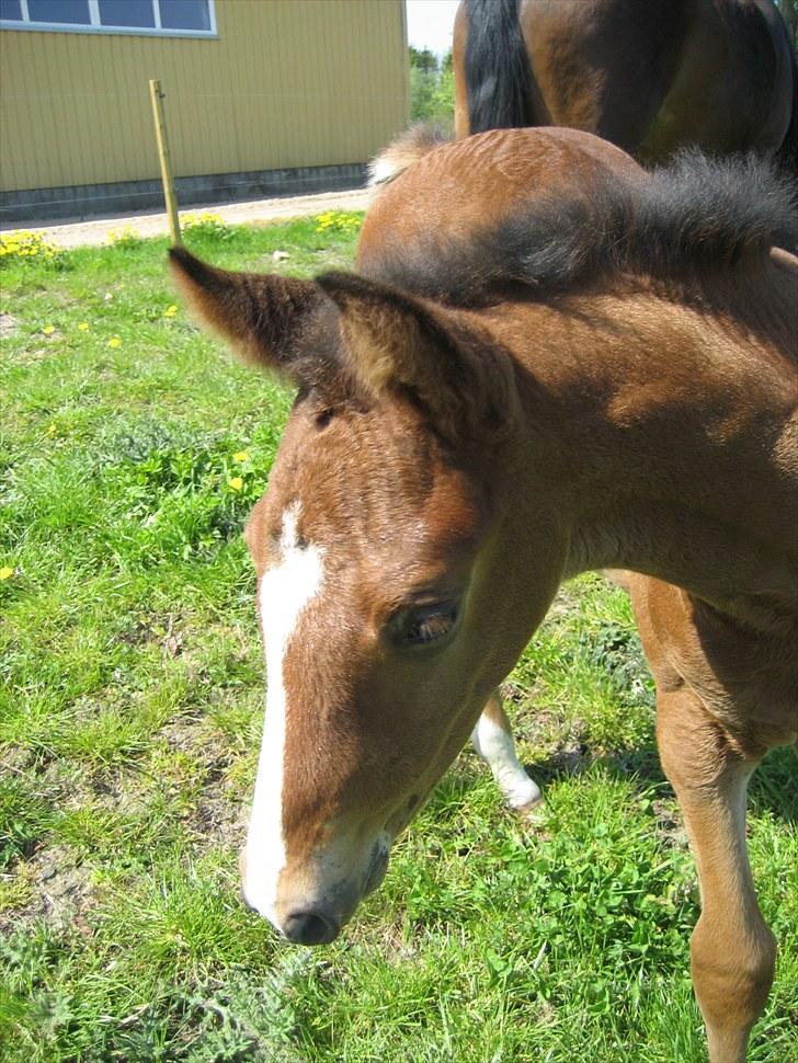 Dansk Varmblod Henna Divine billede 2