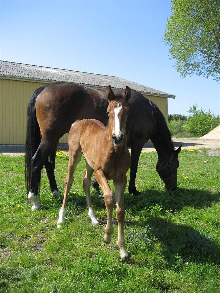 Dansk Varmblod Henna Divine billede 3