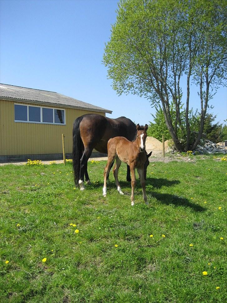 Dansk Varmblod Henna Divine billede 4