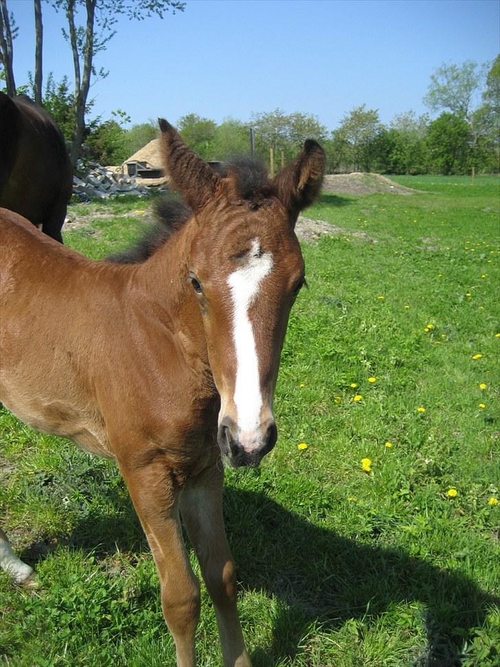 Dansk Varmblod Henna Divine billede 5