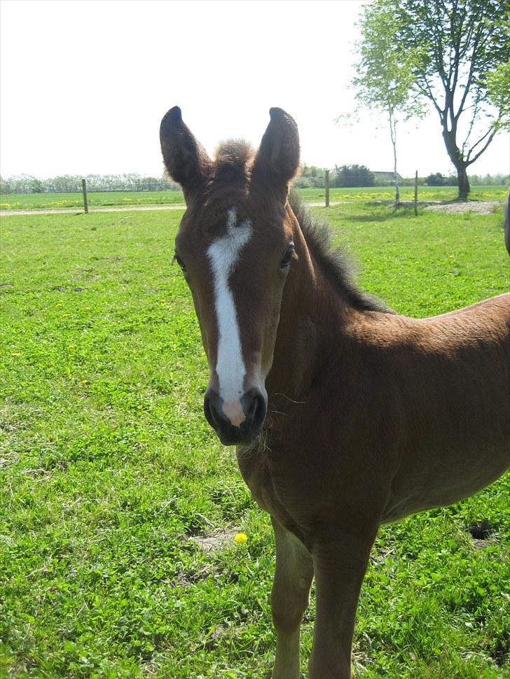 Dansk Varmblod Henna Divine billede 6