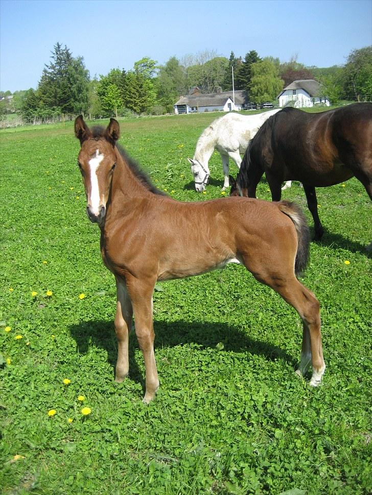 Dansk Varmblod Henna Divine billede 7