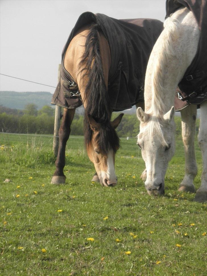 Welsh Pony (sec B) Blanka Graadahl. billede 7
