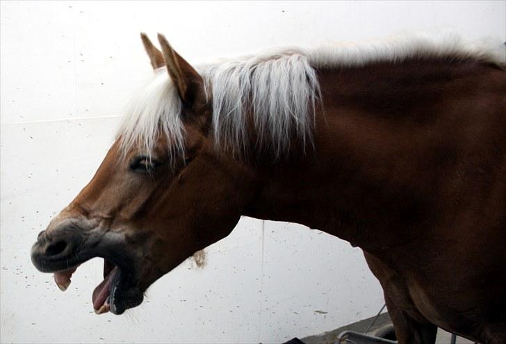 Haflinger Aphrodite Vant Tempelshof - En meget træt Aphro, efter træning Maj 2010 Foto: Fie :D<3 billede 18