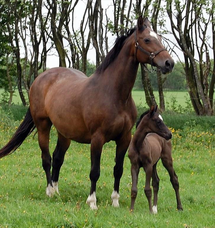 Dansk Varmblod Højgårds De-Siba billede 6