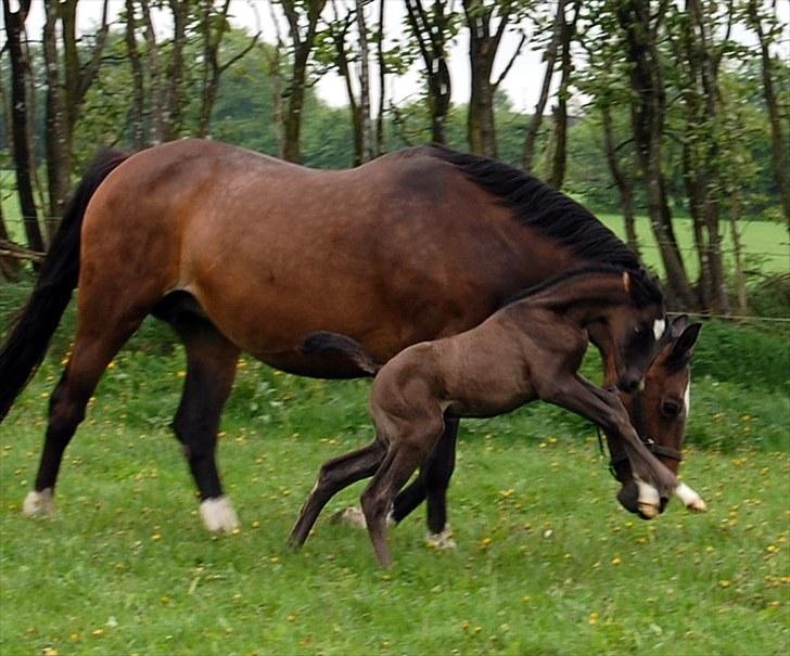 Dansk Varmblod Højgårds De-Siba billede 7