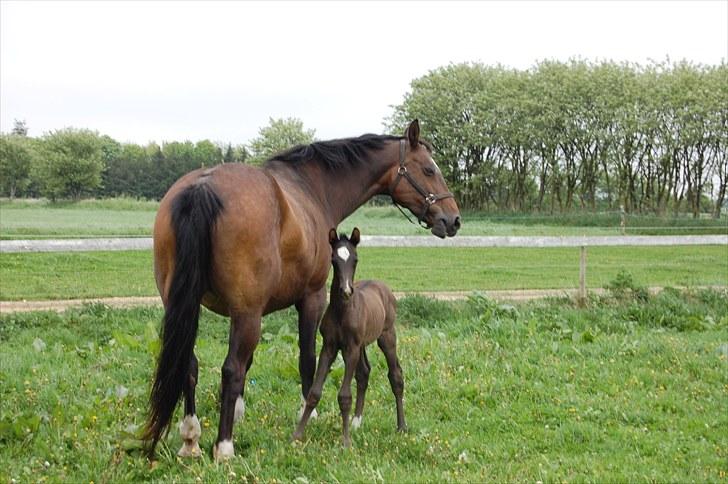 Dansk Varmblod Højgårds De-Siba billede 11