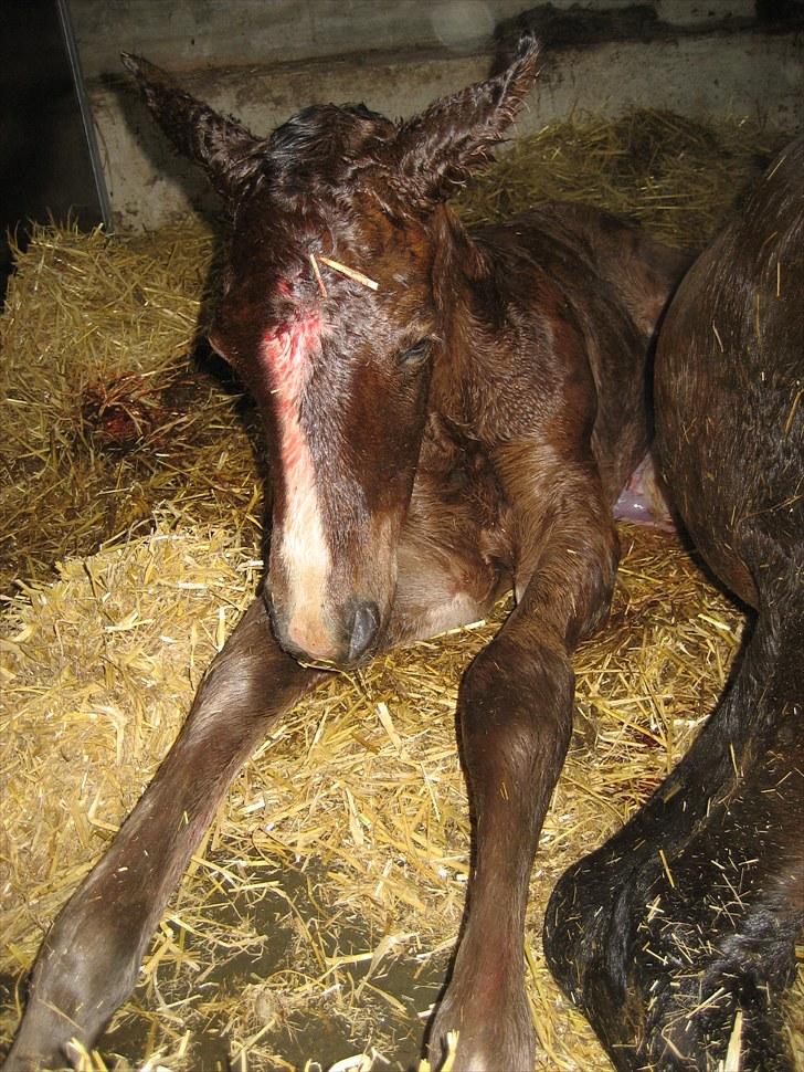 Dansk Varmblod Henna Divine billede 8