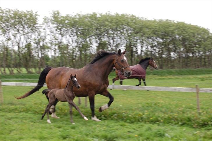Dansk Varmblod Højgårds De-Siba billede 12