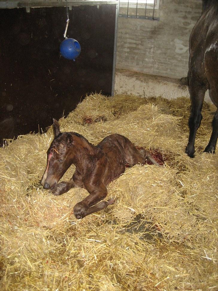 Dansk Varmblod Henna Divine billede 9