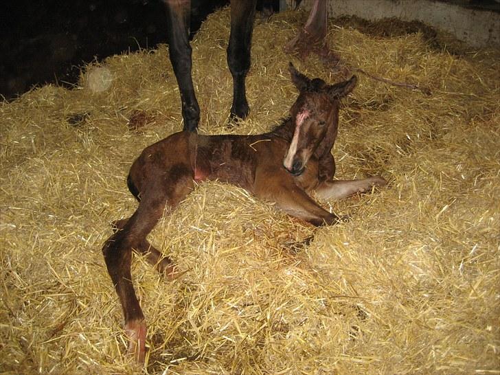 Dansk Varmblod Henna Divine billede 10