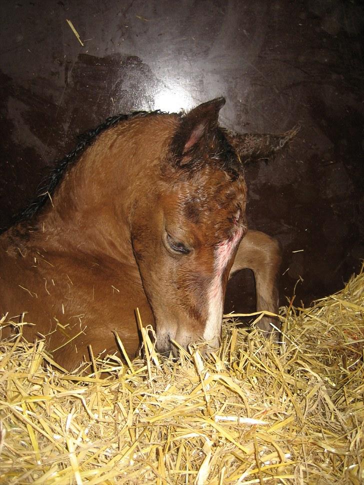 Dansk Varmblod Henna Divine billede 11