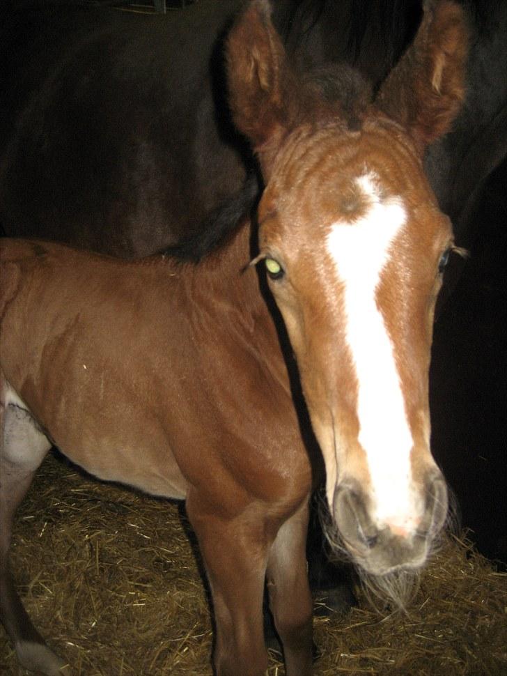 Dansk Varmblod Henna Divine billede 12