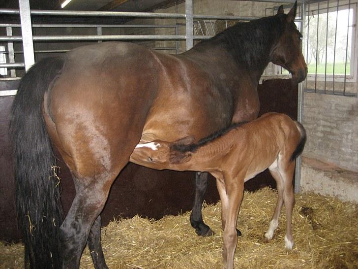 Dansk Varmblod Henna Divine billede 13