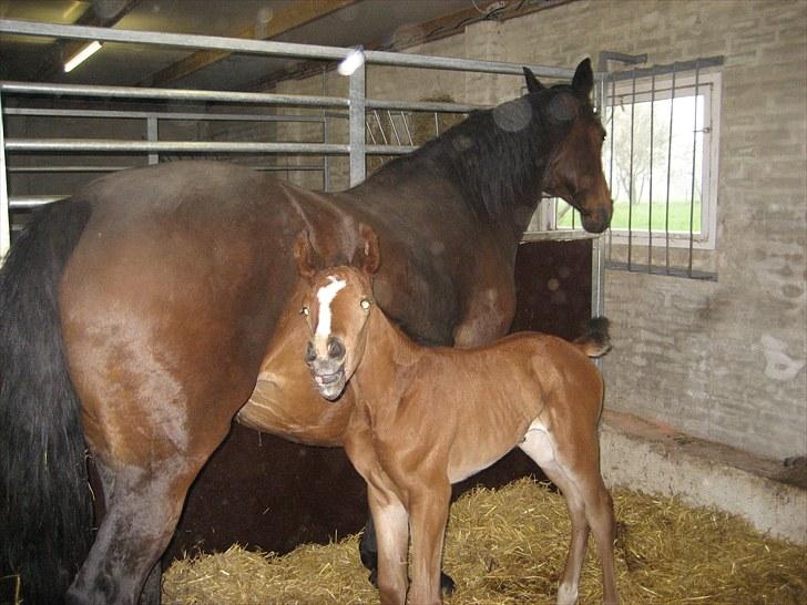 Dansk Varmblod Henna Divine billede 14