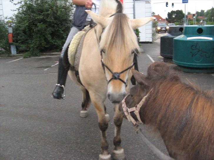 Fjordhest Mulle billede 14