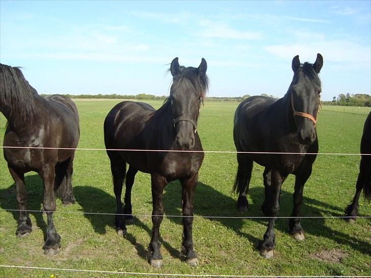 Frieser Elske  :) billede 20