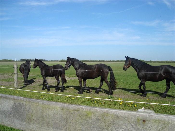 Frieser Afke :) billede 16