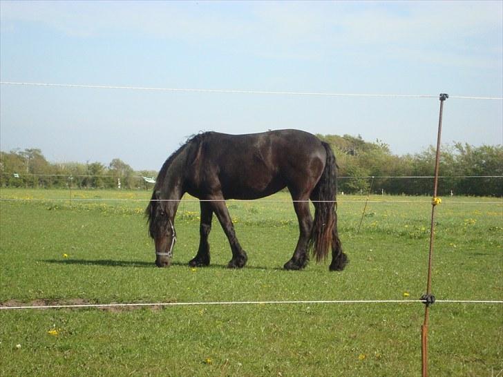 Frieser Afke :) billede 17