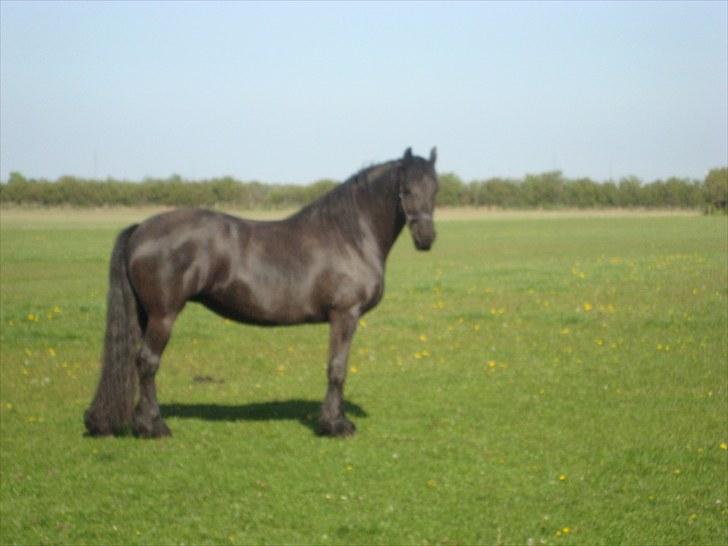 Frieser Jella (<Tidl.hest) billede 11