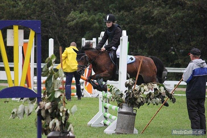 Anden særlig race Buster - sårdan Buster du for sej  billede 4