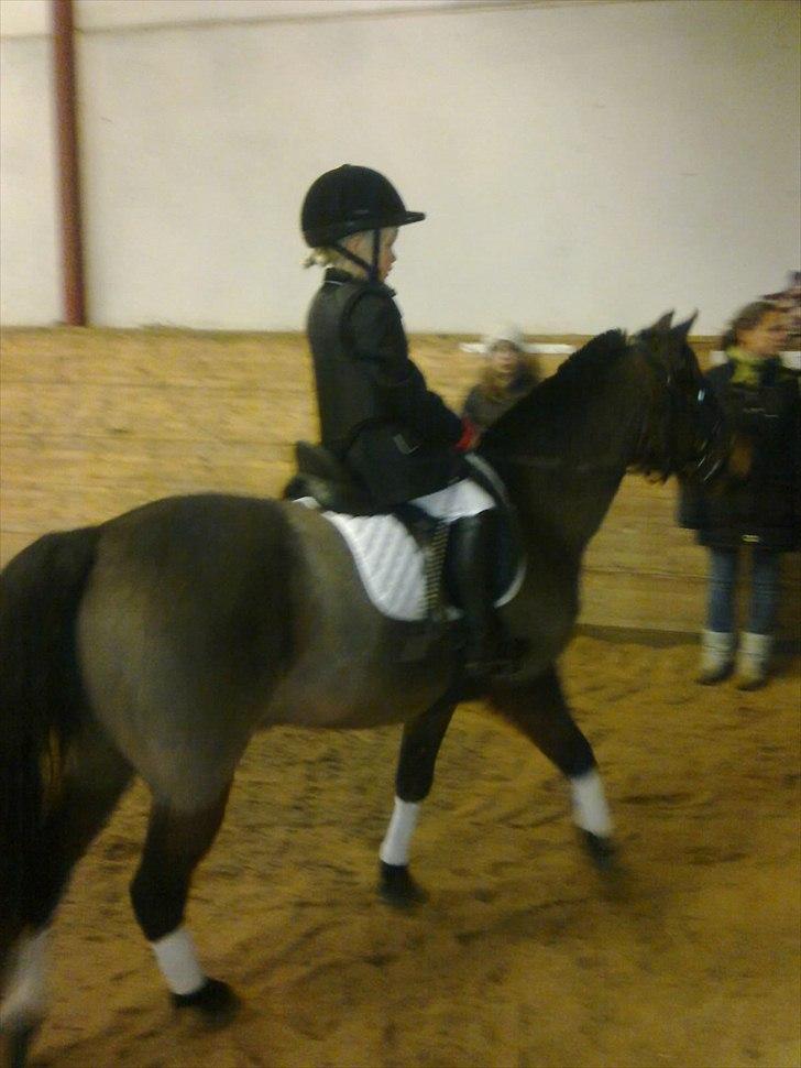 Anden særlig race Buster - Heidi´s første dressur stævne på egen hånd til 63,67% i LD1 billede 5