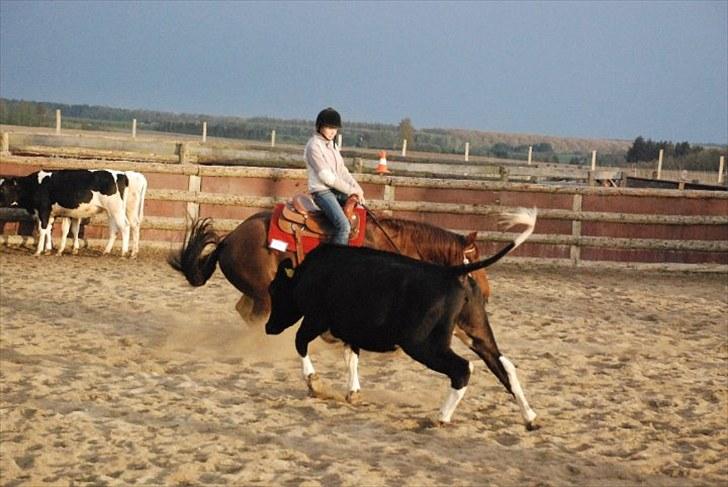 Quarter Pretty Sannes Badger billede 14