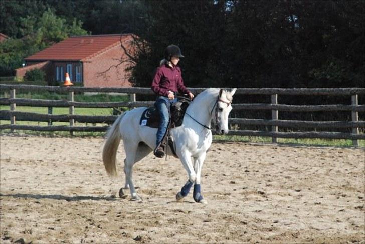Anden særlig race Chanell (Låne hest) billede 18