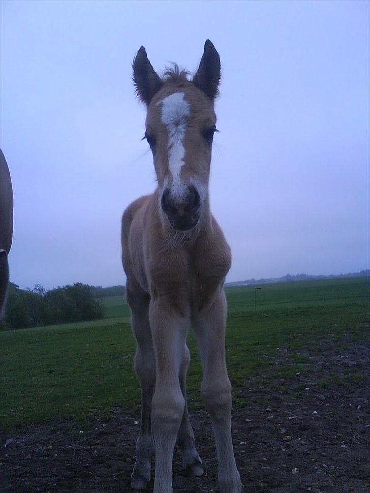Anden særlig race Søgaard's Rinse billede 1