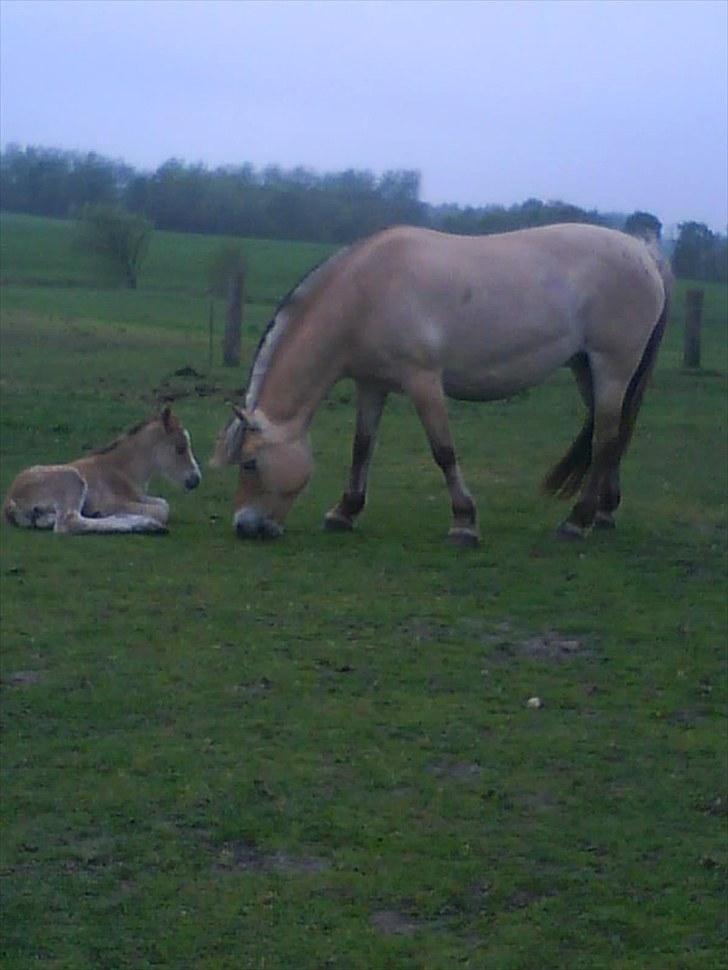 Anden særlig race Søgaard's Rinse billede 2