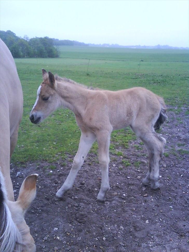 Anden særlig race Søgaard's Rinse billede 3