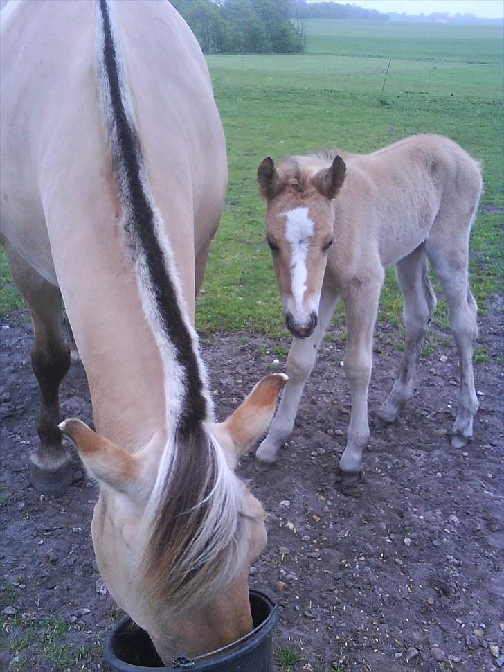 Anden særlig race Søgaard's Rinse billede 4