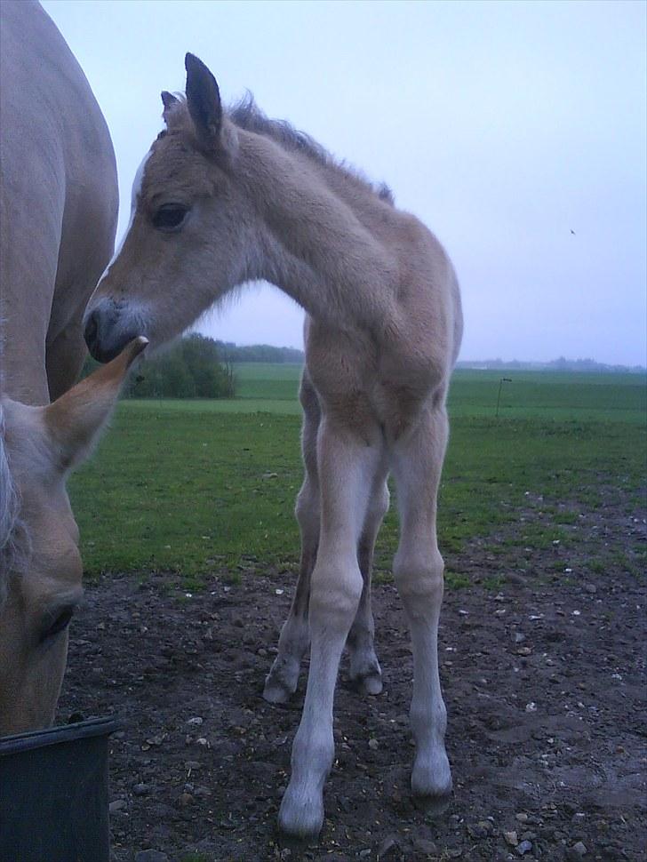 Anden særlig race Søgaard's Rinse billede 5