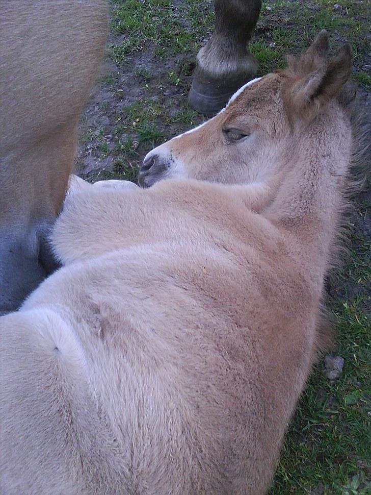 Anden særlig race Søgaard's Rinse billede 6