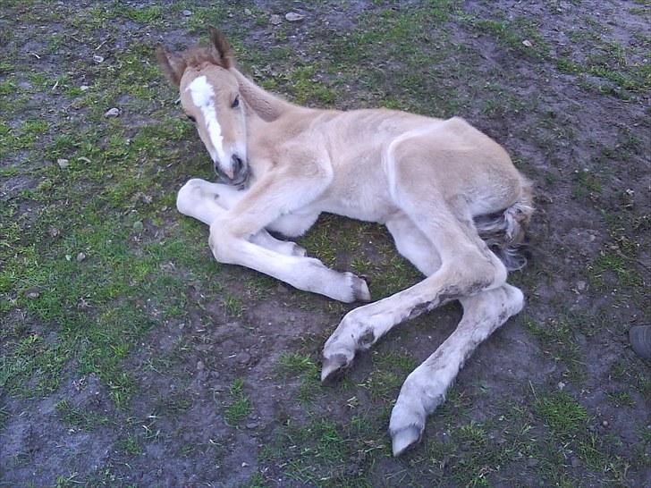 Anden særlig race Søgaard's Rinse billede 7
