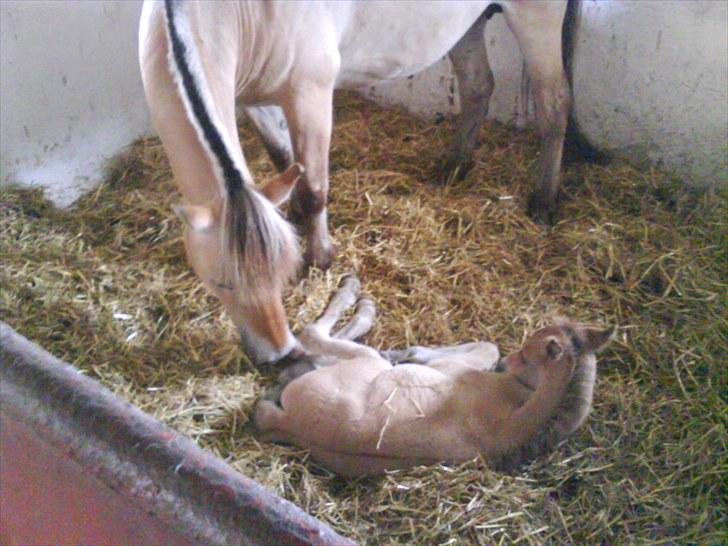 Anden særlig race Søgaard's Rinse billede 8