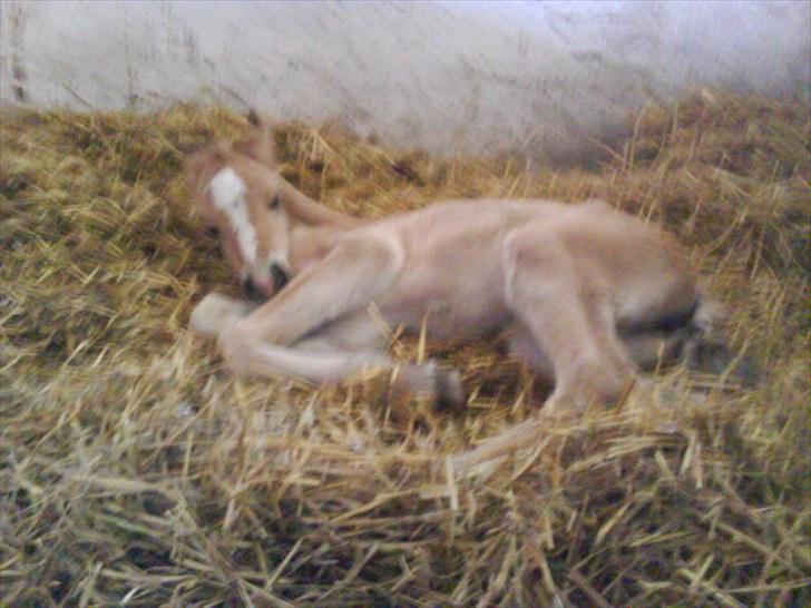 Anden særlig race Søgaard's Rinse billede 9