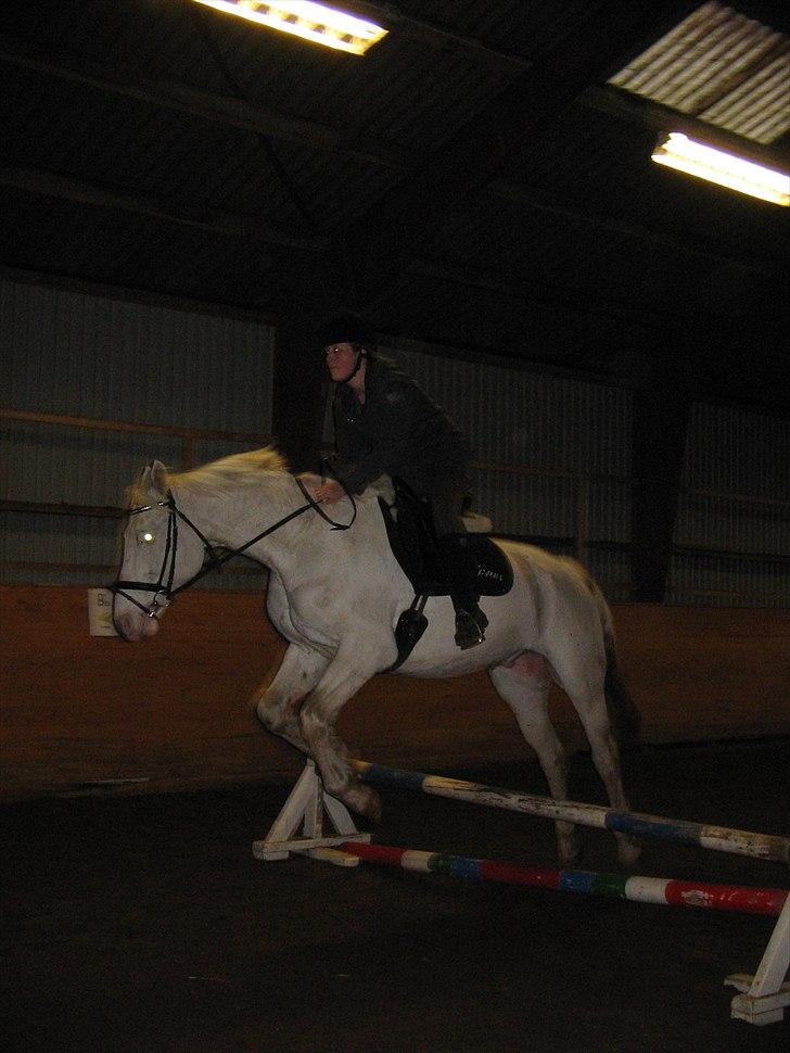 Knabstrupper Prins billede 14