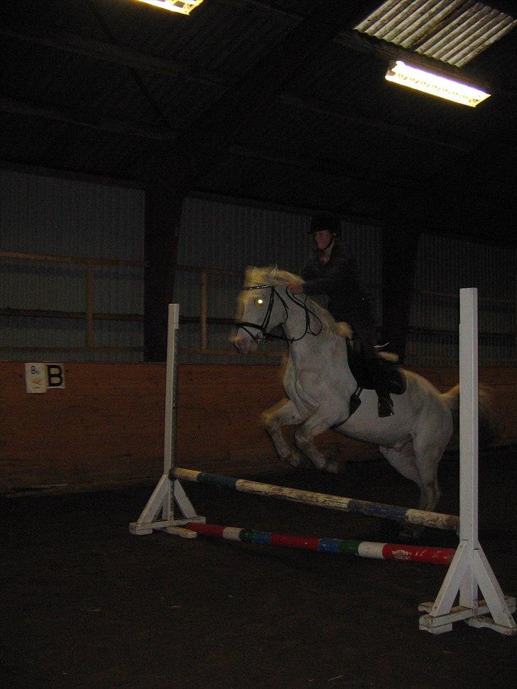 Knabstrupper Prins billede 15