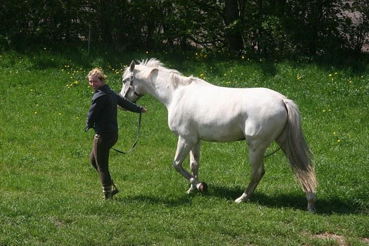 Knabstrupper Prins billede 16